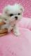 Maltese Puppies for sale in Honolulu, HI, USA. price: $4,500