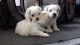 Maltese Puppies for sale in Lake Cormorant, Mississippi 38641, USA. price: NA