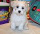 Maltese Puppies for sale in TX-121, Blue Ridge, TX 75424, USA. price: NA