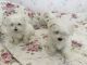 Maltese Puppies for sale in Honolulu, HI, USA. price: $400