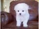 Maltese Puppies for sale in Virginia Beach, VA, USA. price: $400