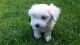 Maltese Puppies for sale in Brownfield, TX 79316, USA. price: NA
