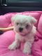 Maltese Puppies for sale in Brownfield, TX 79316, USA. price: NA