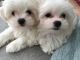 Maltese Puppies for sale in Ponte Vedra Beach, FL 32004, USA. price: NA