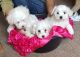Maltese Puppies for sale in Ponte Vedra Beach, FL 32004, USA. price: NA