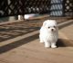 Maltese Puppies for sale in Honolulu, HI, USA. price: $650
