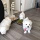 Maltese Puppies for sale in Virginia Beach, VA, USA. price: $400