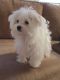 Maltese Puppies for sale in Arizona Mills, Tempe, AZ 85282, USA. price: NA