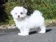 Maltese Puppies for sale in Des Moines, IA, USA. price: $350