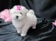 Maltese Puppies for sale in Kent, WA, USA. price: NA