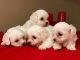 Maltese Puppies for sale in Charleston, SC, USA. price: NA