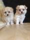 Maltese Puppies for sale in Charleston, SC, USA. price: NA