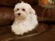 Maltese Puppies for sale in Portland, OR 97236, USA. price: $500