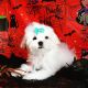 Maltese Puppies for sale in Oregon City, OR 97045, USA. price: $300