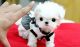 Maltese Puppies for sale in Charlestown, RI, USA. price: NA
