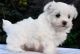 Maltese Puppies for sale in Beaverton, OR, USA. price: $650
