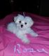 Maltese Puppies for sale in Ohatchee, AL 36271, USA. price: NA