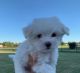 Maltese Puppies for sale in Tulsa, OK, USA. price: NA