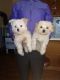 Maltese Puppies for sale in Farmington, UT, USA. price: $700
