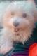Maltese Puppies for sale in Philomath, OR 97370, USA. price: $1,100
