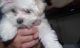 Maltese Puppies for sale in Roseburg, OR, USA. price: $550