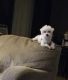 Maltese Puppies for sale in Keokuk, IA 52632, USA. price: $300