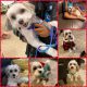 Maltese Puppies for sale in Mansfield, TX 76063, USA. price: $400
