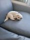 Maltese Puppies for sale in Idaho Falls, ID, USA. price: $2,000