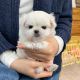 Maltese Puppies for sale in 90055 Manion Dr, Warrenton, OR 97146, USA. price: $550