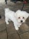Maltese Puppies for sale in St. Augustine, FL, USA. price: NA