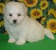 Maltese Puppies for sale in Cedar Rapids, IA, USA. price: $2,500