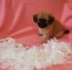 Malti-Pom Puppies for sale in Crossville, TN, USA. price: NA