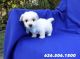 Malti-Pom Puppies for sale in Whittier, CA, USA. price: $799