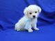 Malti-Pom Puppies for sale in Whittier, CA, USA. price: NA