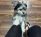 Malti-Pom Puppies for sale in Maryville, TN 37801, USA. price: NA