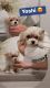 Malti-Pom Puppies for sale in Eastvale, CA, USA. price: $1,800