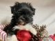 Malti-Pom Puppies for sale in Cedar Park, TX, USA. price: $900