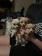 Malti-Pom Puppies for sale in Pico Rivera, CA, USA. price: $800