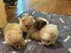 Malti-Pom Puppies for sale in Peebles, OH 45660, USA. price: $100,000