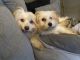 Malti-Pom Puppies for sale in Seattle, WA 98118, USA. price: $500