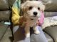 Malti-Pom Puppies for sale in Commerce, Texas. price: $350