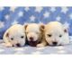 Malti-Pom Puppies for sale in Dallas, TX, USA. price: $600