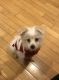 Malti-Pom Puppies for sale in North Hollywood, CA 91605, USA. price: $900