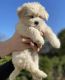 Maltipoo Puppies for sale in 30326 Durand Ave, Burlington, WI 53105, USA. price: $820