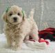 Maltipoo Puppies for sale in Glendale, AZ 85307, USA. price: $820