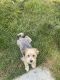 Maltipoo Puppies for sale in Caldwell, ID, USA. price: $1,200