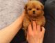 Maltipoo Puppies for sale in Montpelier, VT 05602, USA. price: $500