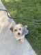 Maltipoo Puppies for sale in Caldwell, ID, USA. price: $500