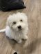 Maltipoo Puppies for sale in Cedar Park, TX, USA. price: NA