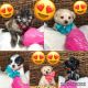 Maltipoo Puppies for sale in Oakland, CA, USA. price: NA